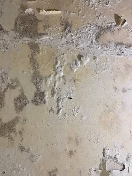 Best Commercial Mold Removal  in Indian River Estates, FL