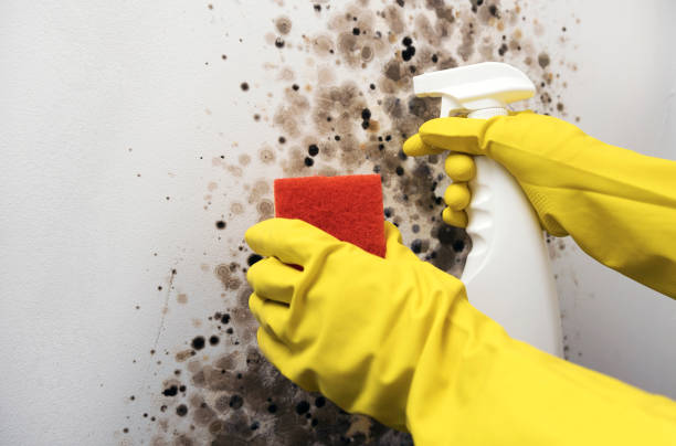 Best Residential Mold Removal  in Indian River Estates, FL